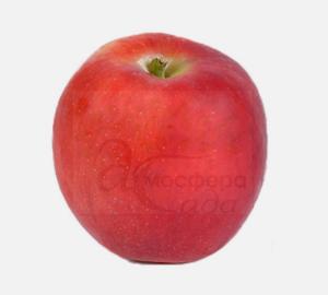 Яблоня Кримсон Крисп - имунный сорт